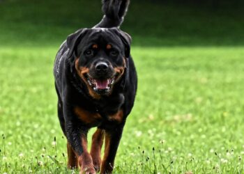 Mostar mora reagovati Psi lutalice nisu bezopasni